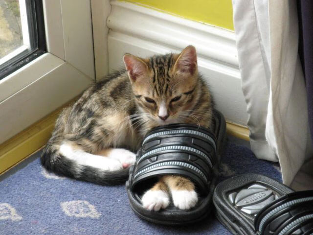 高校校园体育文化生态体系构建分析，校园体育文化建设对于塑造大学生的健康体质和完整人格