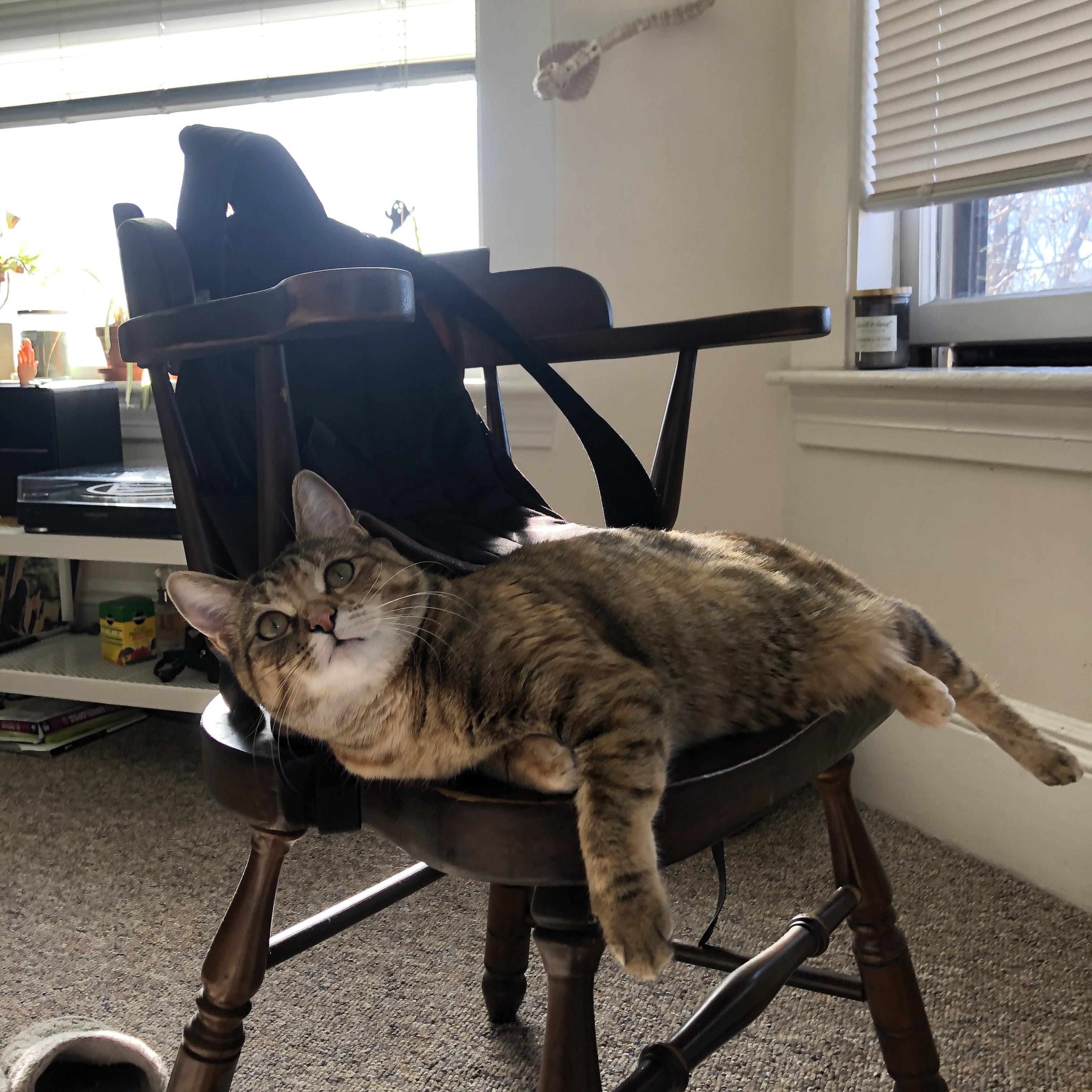 乐鱼官网-CBA联赛赞助商数量创新高 行业关注度上升，cba各大赞助商赞助金额