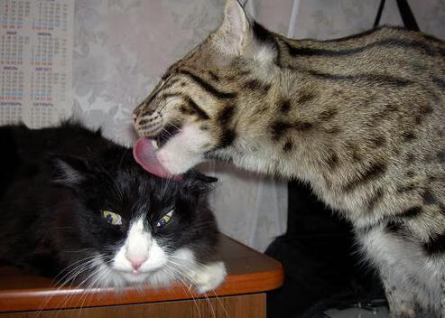 “缆绳滑水:东桃花岛赛场极速挑战,观众激情四射”