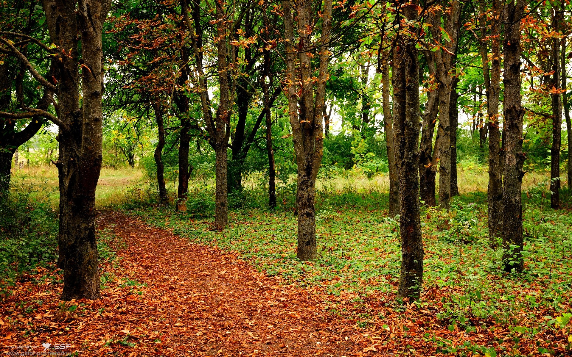 男子接力德国团体协作渐成体系,德国男子乒乓球团体赛