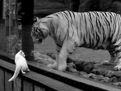 乐鱼体育在线网站-“胡利安·门德斯的精准脚法和远射能力，助力美洲狮队迎接未来挑战”