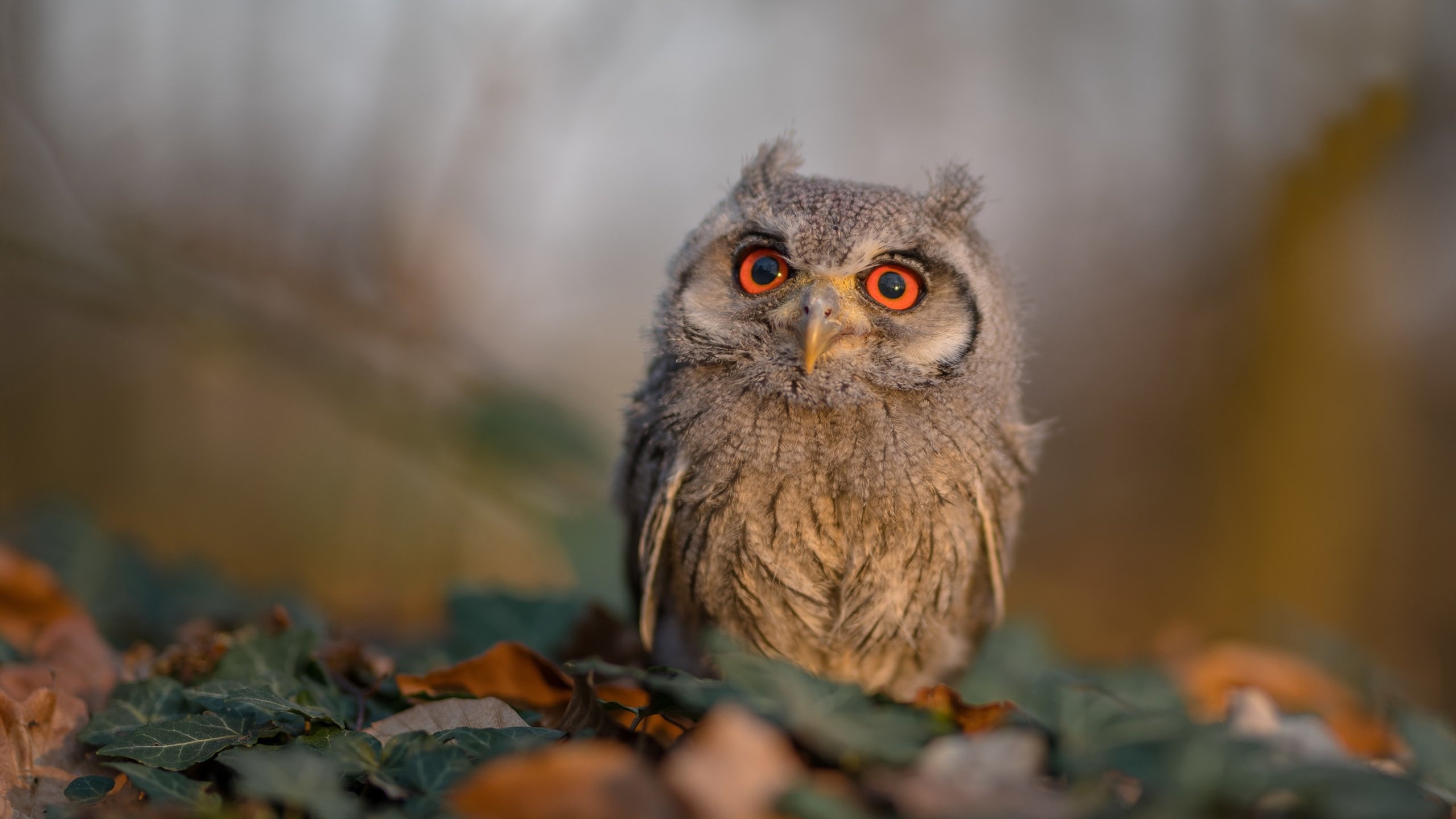 中国足球联赛俱乐部青训体系标准化推进,中国足球青训体系现状