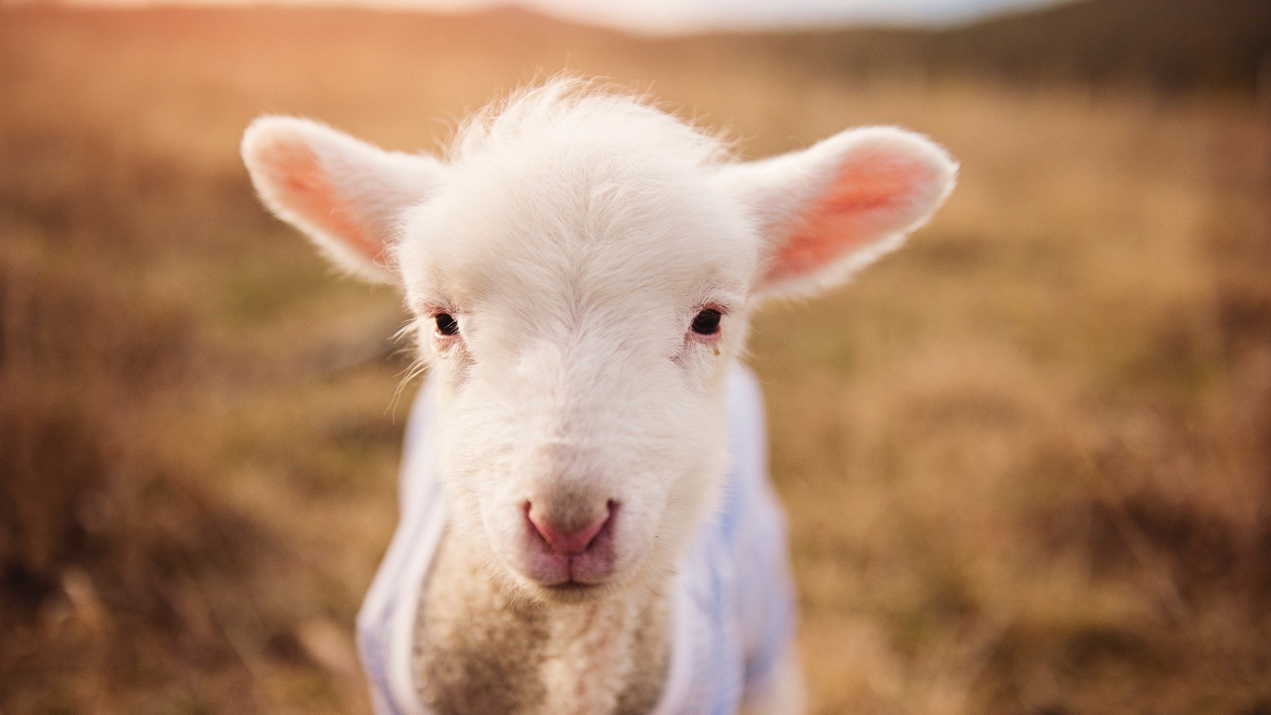 乐鱼体育app官网入口-乌拉圭男篮在南美锦标赛中再获佳绩，体育影响力持续扩大！，乌拉圭男篮国家队阵容