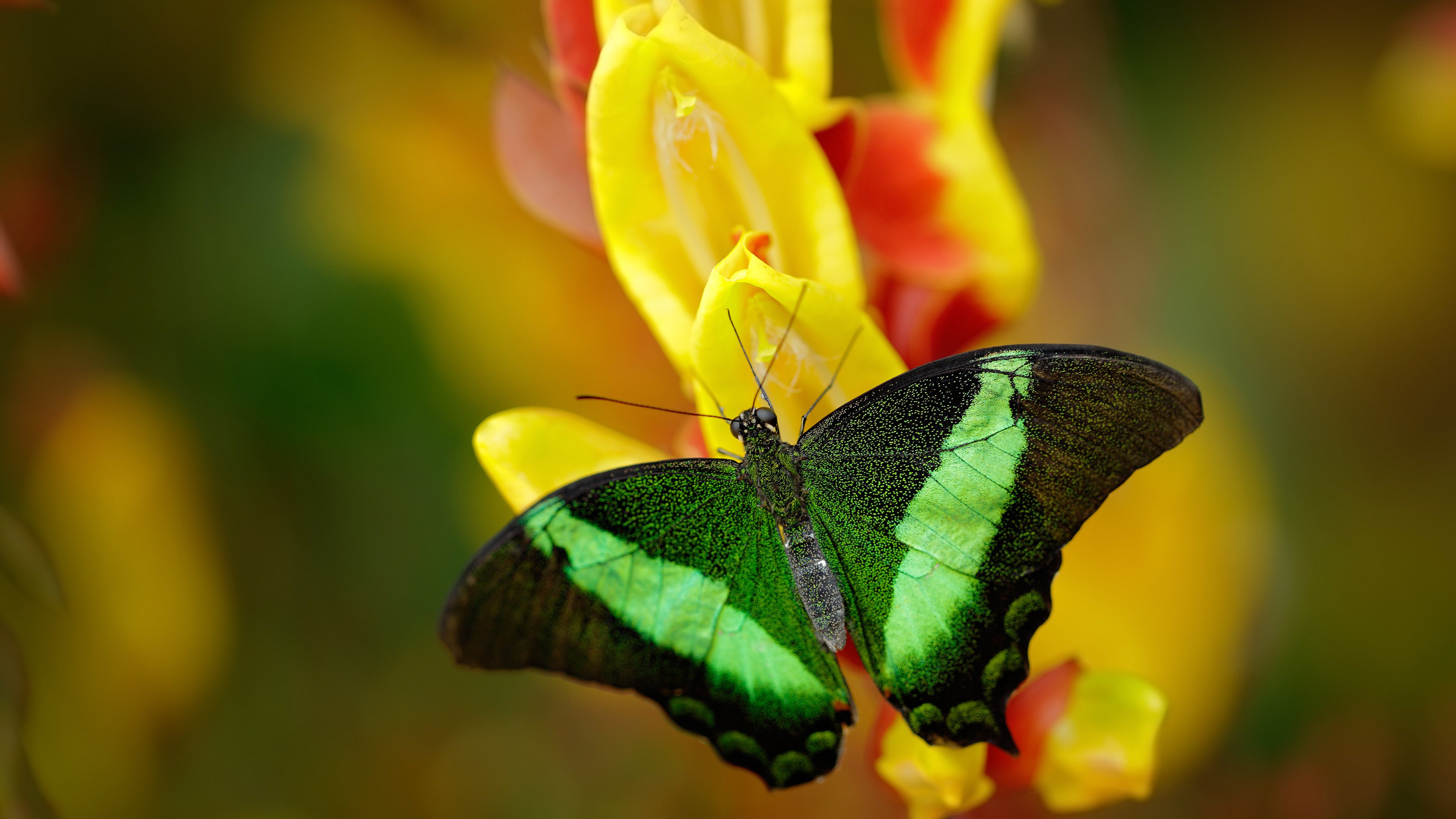 仰泳技术扎实瑞士持续领先,仰泳视频欣赏