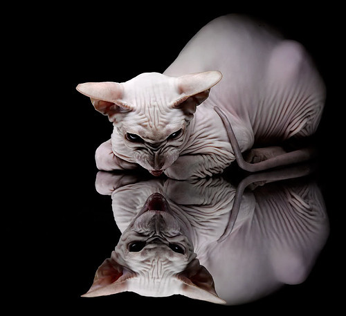 伤病潮来袭教练面临人员调配难题考验应变能力,教练员赛场应变