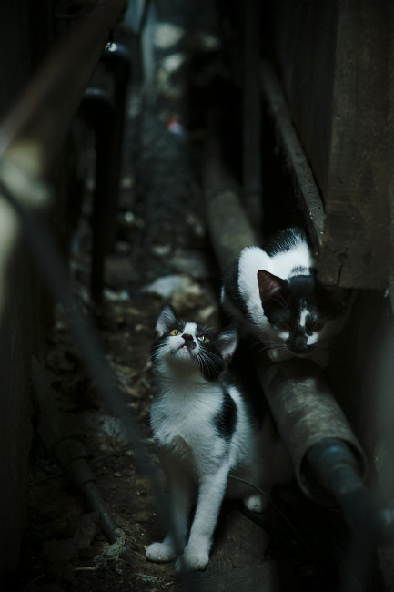 乐鱼体育app官方入口-体育新闻中心公布运动员药品监管新政执行反馈情况，运动员药品慎用专柜标识