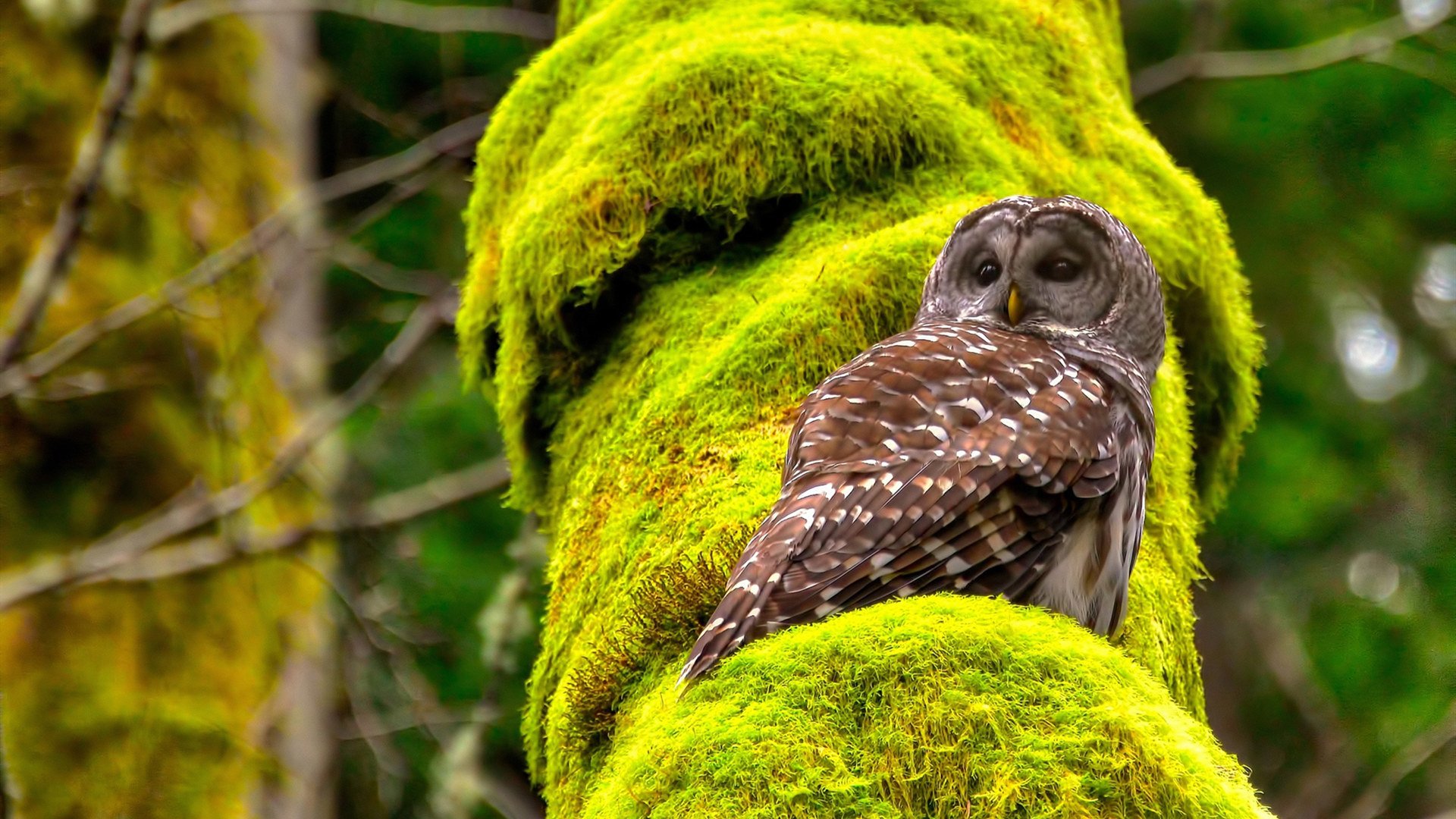 乐鱼体育在线登陆-恩多比·恩乔：他以精准的踢球带领南非队反击对手，恩多罗是哪个国家的城市