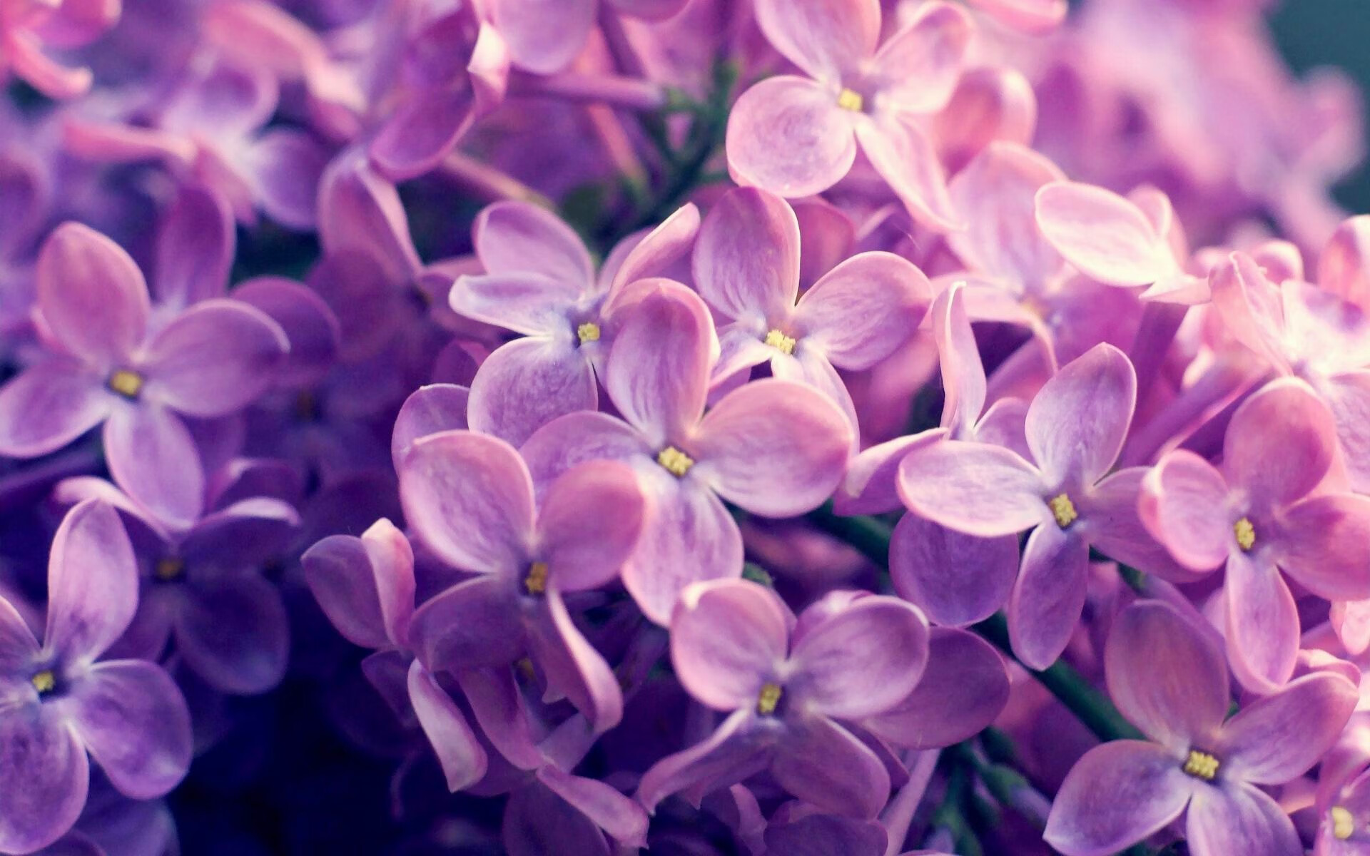 乐鱼体育在线网站-比利时男篮在欧洲预赛中拼搏到底，向奥运奖牌发起冲击，比利时男篮国家队