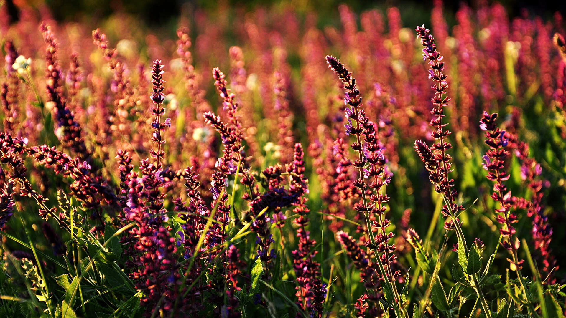 水球小组赛中立代表队A连胜不断，水球小组赛中立代表队a连胜不断吗