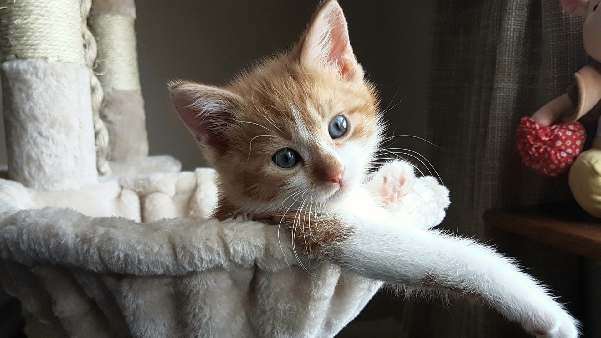 法甲少年崛起:新星纷纷闪耀!