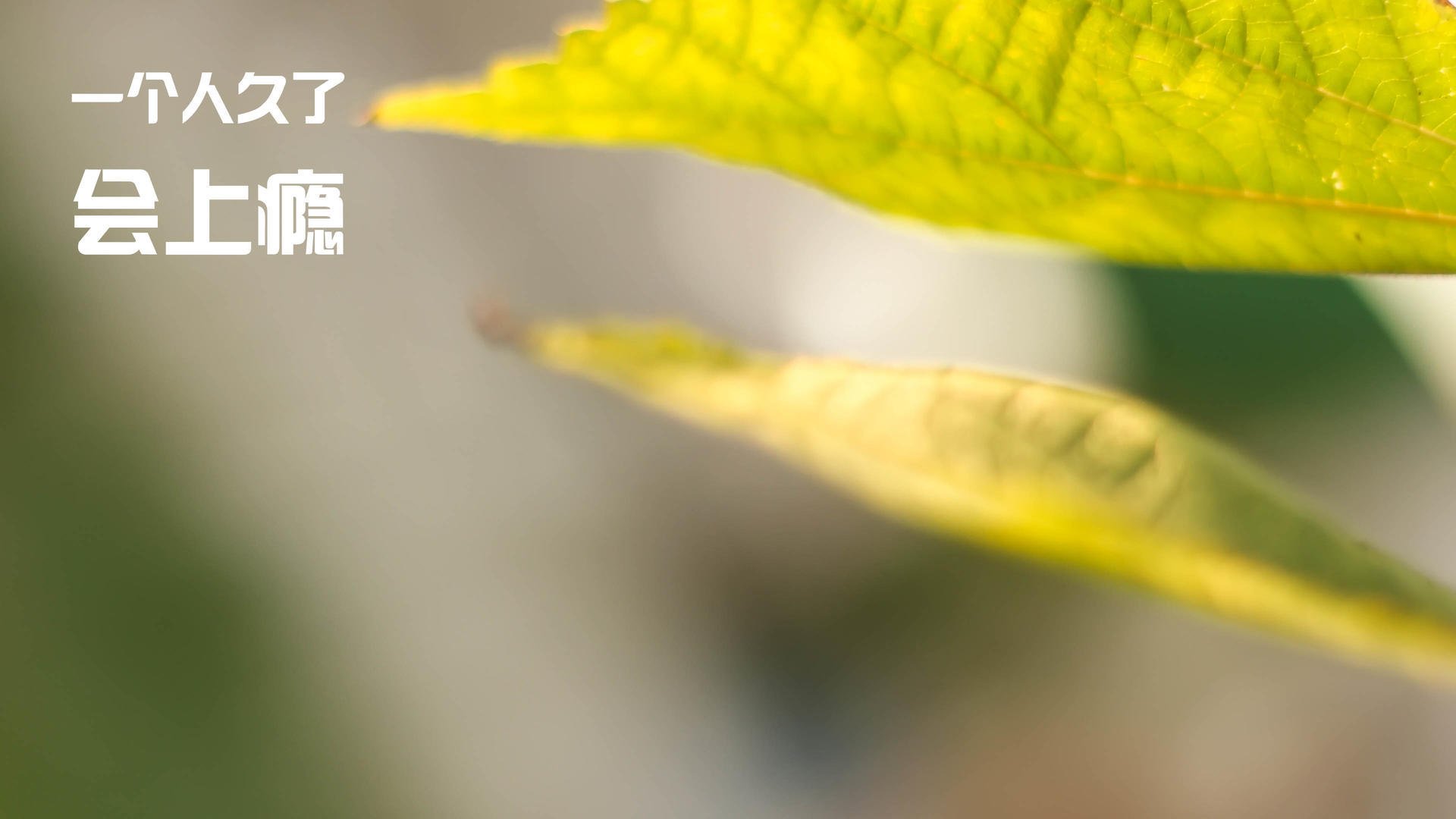 科特迪瓦男篮在非洲锦标赛中巅峰再现，粉碎历史纪录，科特迪瓦男篮排名